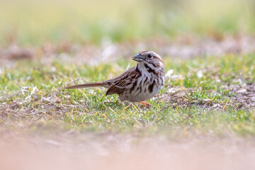 A Song Sparrow (Melospiza melodia) in the grass looking for food. Raleigh, North Carolina.