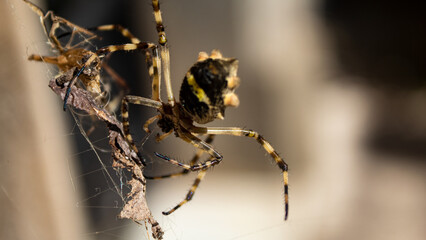Araña de patas grandes acecha a su presa sobre telaraña en Buenos Aires, Argentina. Large-legged spider stalks its prey on a web in Buenos Aires, Argentina.