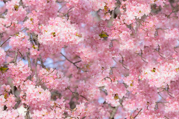 背景に使いやすいピンクの桜