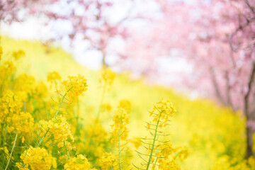 春のテクスチャで使いやすい桜と菜の花