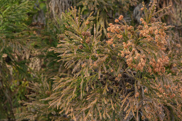 花粉症で使いやすい杉