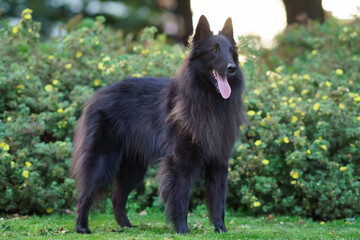 Cute Belgian Shepherd dog Groenendael posing outdoors on sunset standing on a green grass in summer