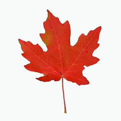 Lonely leaf of a plane tree