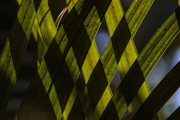 Pattern. Green palm close-up.