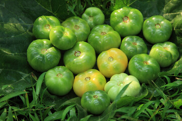 Freshly plucked green tomatoes in the farm
