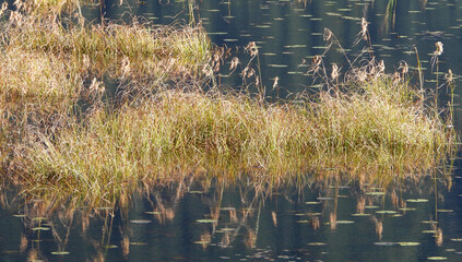 Autumn reflections of the lake weeds