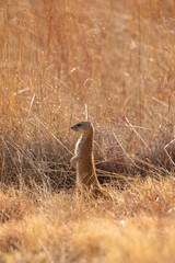 Obraz premium Yellow Mongoose, Kgalagadi