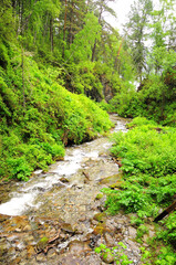 A small stormy river flows down from the mountains through the morning forest after rain.