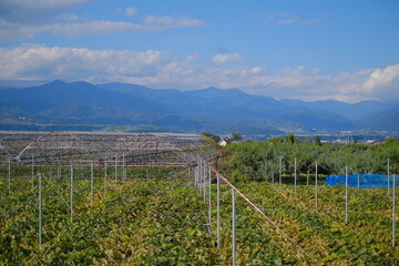 Blue sky and country fields