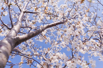 満開の桜を下から見上げる	