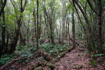 fascinating primeval forest with old trees and fern