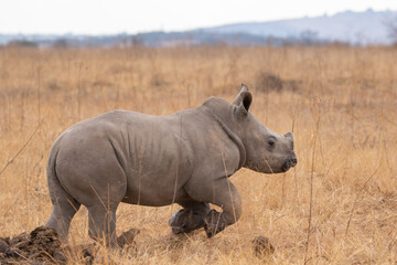 Obraz premium Cute White Rhino Calf, South Africa
