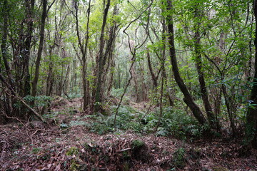 fascinating primeval forest with old trees and fern