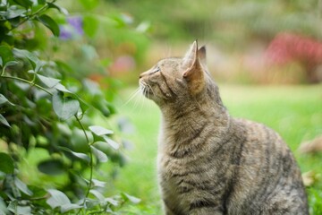 Naklejka na ściany i meble Curious gray cat observes the purple flowers in the garden 