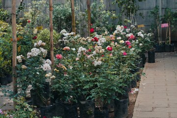 Fototapeta na wymiar Greenhouse of precious roses in Guatemala 