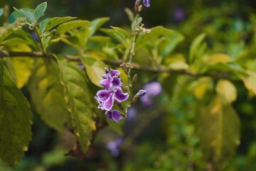 Beautiful duranta erecta purple flower