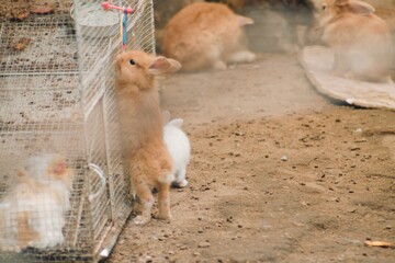 rabbit farm in Guatemala
