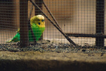 Little colorful sad bird for confinement in cage

