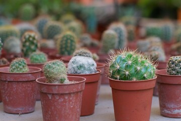 collection of small cacti in Guatemala
