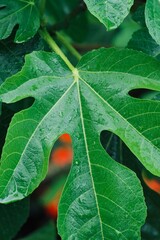 Fig leaf with dew drops
