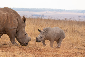 White rhino with calf, South Africa
