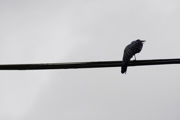 black bird grackle on power line hidden behind its wing
