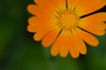 Calendula orange flower with drop