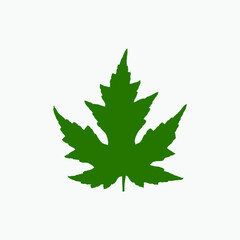 Green maple leaf isolated on white background.