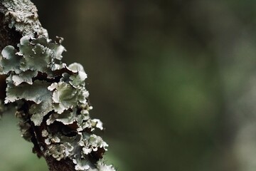 Macro photography of lichens on tree in winter forest

