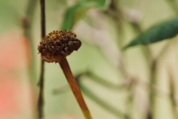 Macro photography of a withered daisy in autumn

