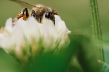 Macro Photography Bee hiding and eating pollen of a white flower