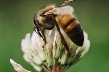 Macro Photography Close up of back of Bee eating pollen of a white flower
