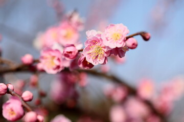 Obraz premium 日本の梅園の梅