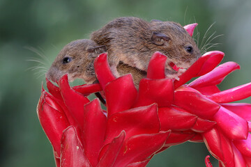 Two young mice are foraging on a red ginger flower. This rodent mammal has the scientific name Mus...