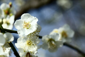 日本の梅園の梅