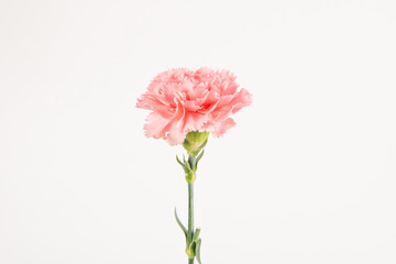 carnation mother's day blessing flowers on white background