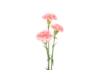 carnation mother's day blessing flowers on white background