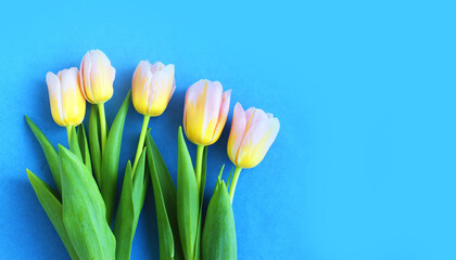 Yellow-pink tulips on a light blue background. Delicate floral arrangement. Background for a greeting card.