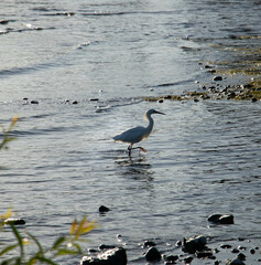 great heron ardea cinerea