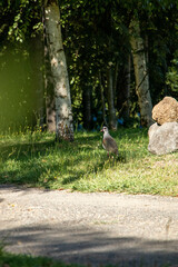 Bandurria in a park