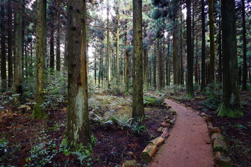 fine path through autumn cedar forest