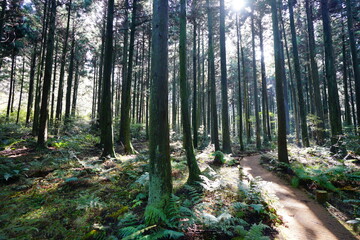 autumn cedar forest and path in the sunlight