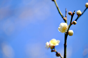 梅の花