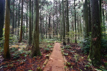 fine path through autumn cedar forest