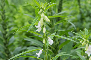 Sesame seed flower on tree in the field