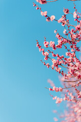 青空とピンクの梅の花　縦構図
