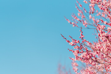 青空とピンクの梅の花