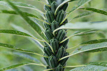 Sesame plant crop growing in green farmland