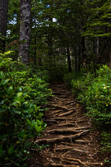 path in the forest