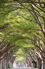 Obraz premium A diminishing perspective view of a street under an archway of giant Madagascar Almond trees with cars driving through the lush greenery and dappled sunlight, in Taibao City, Chiayi County, Taiwan